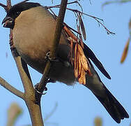 Eurasian Bullfinch