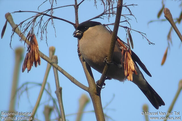 Eurasian Bullfinch female adult