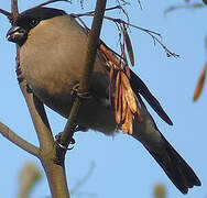 Eurasian Bullfinch