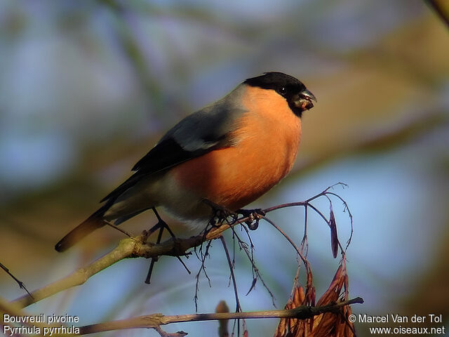 Eurasian Bullfinch male adult