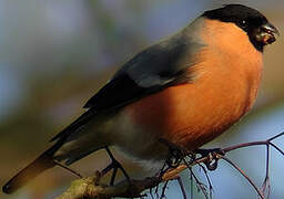 Eurasian Bullfinch