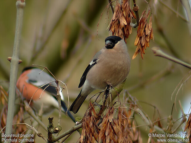 Eurasian Bullfinch adult