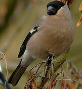 Eurasian Bullfinch