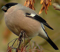 Eurasian Bullfinch