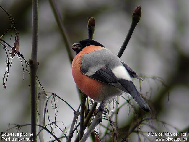 Eurasian Bullfinch male adult