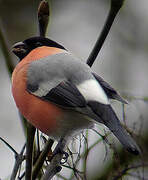 Eurasian Bullfinch