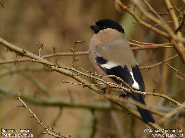 Eurasian Bullfinch