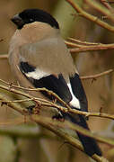 Eurasian Bullfinch