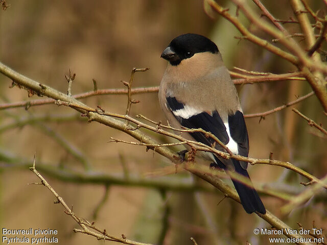 Eurasian Bullfinch female adult