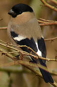 Eurasian Bullfinch