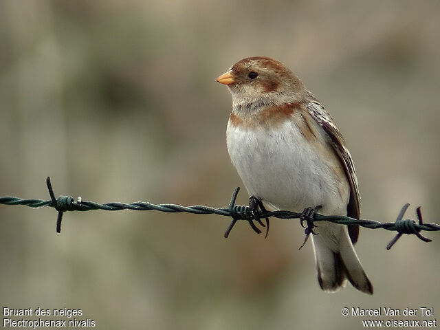 Snow Bunting female