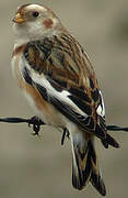 Snow Bunting