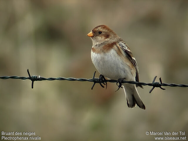 Snow Bunting female