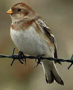 Snow Bunting