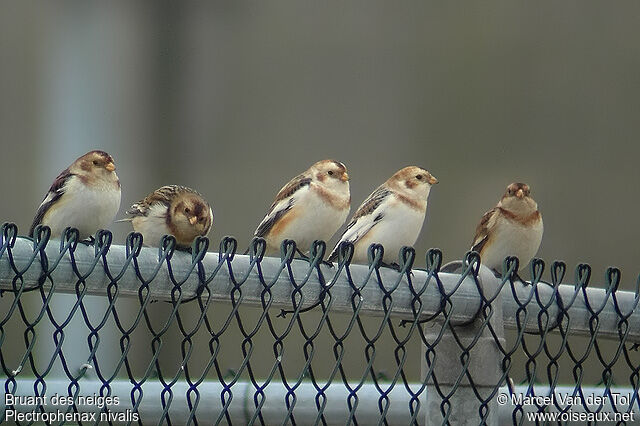 Snow Bunting