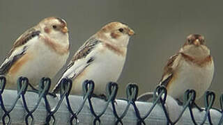 Snow Bunting