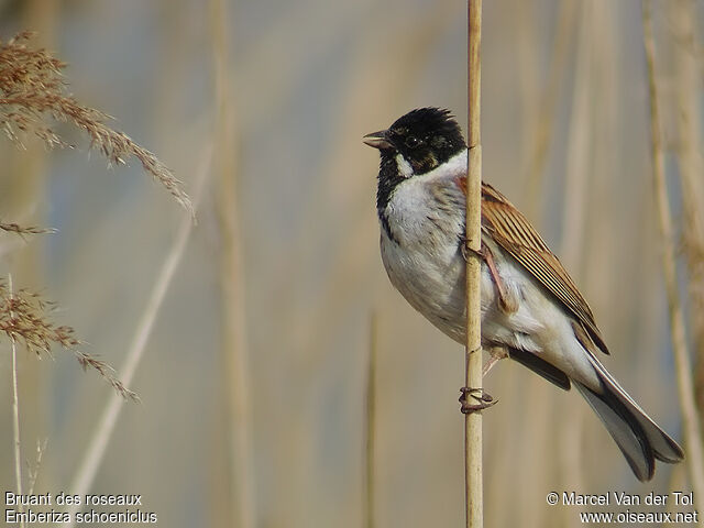 Common Reed Bunting male adult