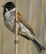 Common Reed Bunting