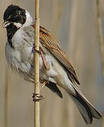 Common Reed Bunting