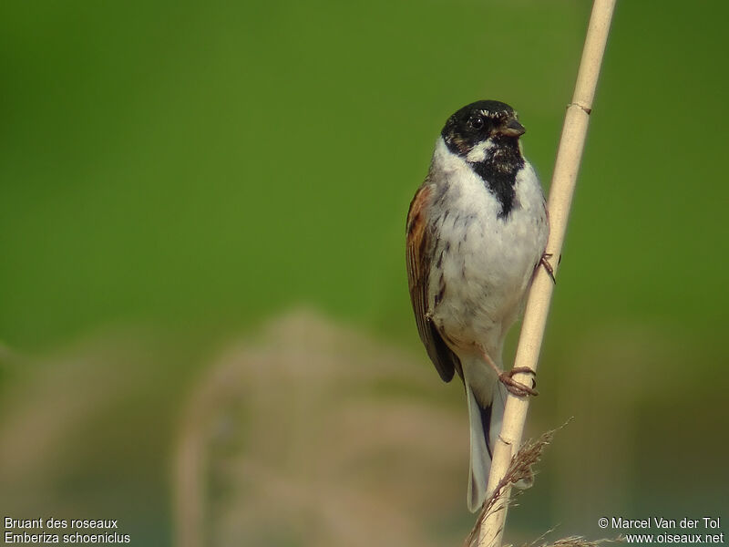 Common Reed Bunting male adult