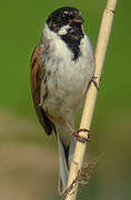 Common Reed Bunting