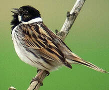 Common Reed Bunting