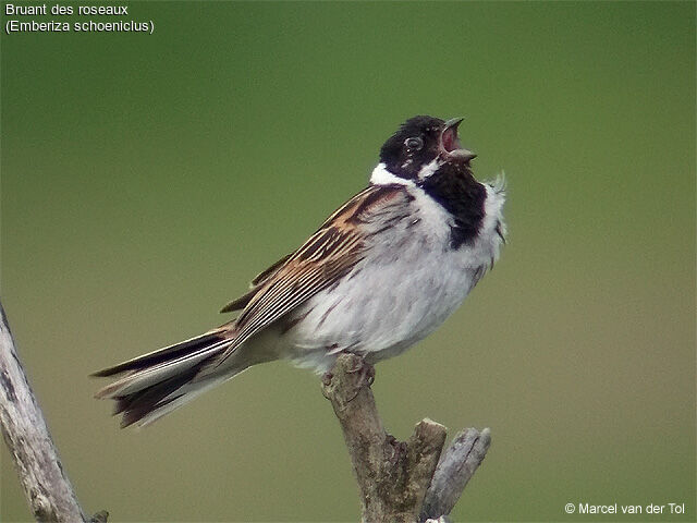 Common Reed Bunting