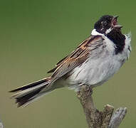 Common Reed Bunting