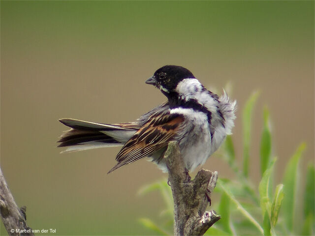 Common Reed Bunting