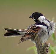 Common Reed Bunting