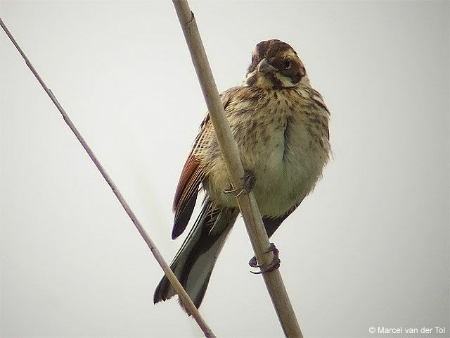 Common Reed Bunting