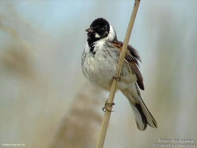 Common Reed Bunting