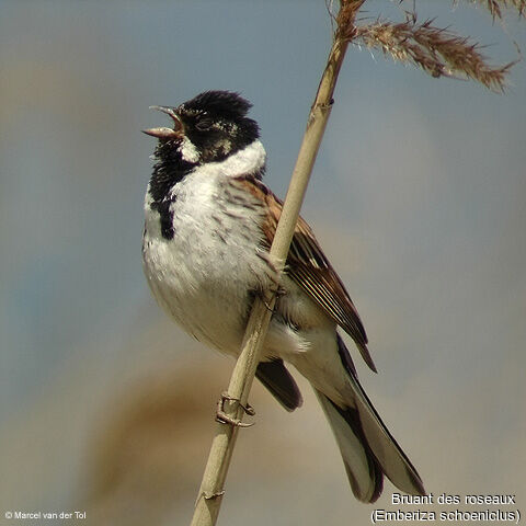 Common Reed Bunting