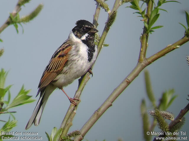 Common Reed Bunting male adult