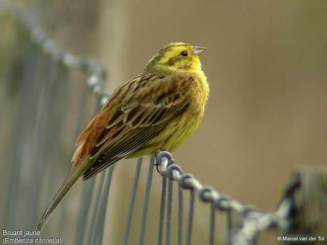 Bruant jaune