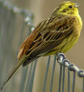 Yellowhammer