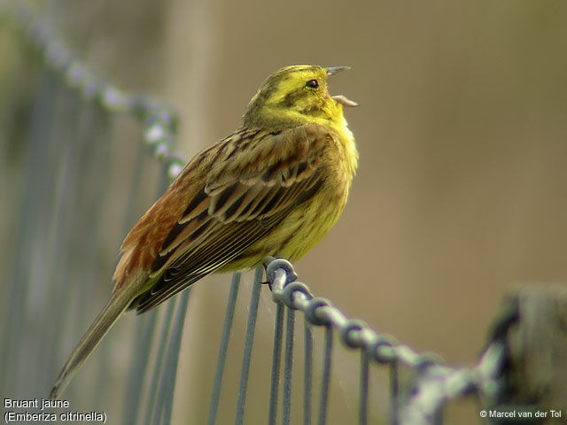 Bruant jaune