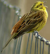 Yellowhammer