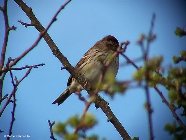 Little Bunting