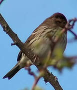 Little Bunting