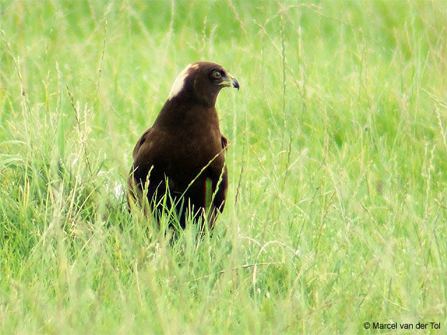 Western Marsh Harrier