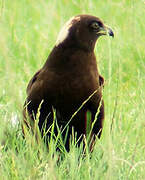 Western Marsh Harrier