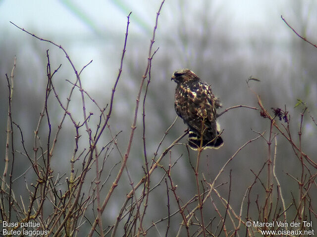 Rough-legged Buzzard