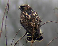 Rough-legged Buzzard