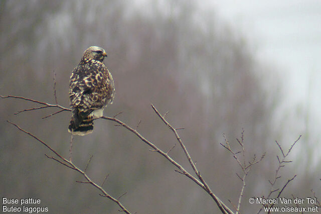 Rough-legged Buzzard