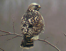 Rough-legged Buzzard