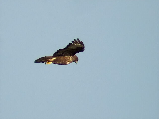 Common Buzzard