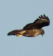 Common Buzzard