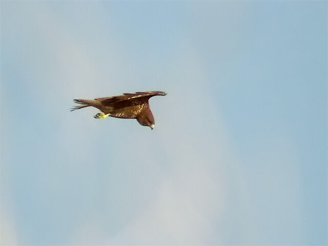 Common Buzzard