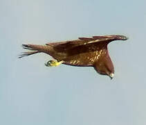 Common Buzzard